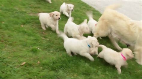 My husband and i are both retired, so we're with our dogs/puppies around the clock. English Cream Golden Retriever Puppies For Sale Sylvan Esh ...