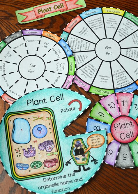 Animal cell coloring key ii. plant and animal cell foldable template - Google'da Ara ...