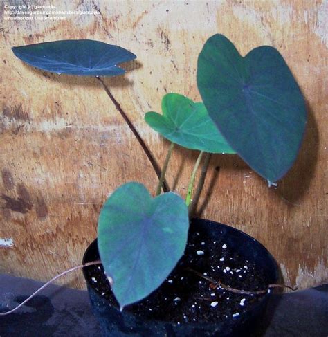 PlantFiles Pictures: Colocasia, Elephant Ear, Taro 'Black Runner ...