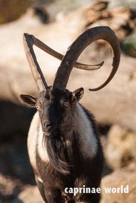 Although goats' milk production (15.26 earlier archaeological evidence suggested that the bezoar (capra aegagrus), the wild progenitor of the domestic goat, was the first wild ungulate to be. Cretan Wild Goat (Capra hircus cretica) - Ralfs' Wildlife ...