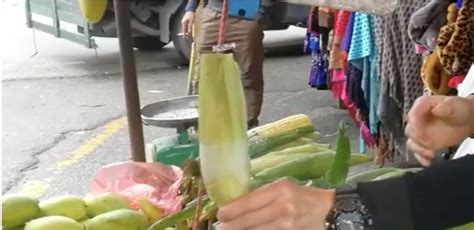 Perbezaan diketengahkan dan dijumpai dengan pantas. (VIDEO) Peniaga Ini Dedah 2 Cara Untuk Kenal Pasti Jagung ...