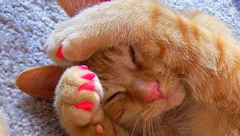 Have a second person if possible next to your cat to. Cat Manicure: Nail Tips for Kitty. Seriously. - Beautygeeks