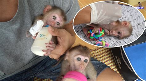 A baby chimp bathing in a sink. Bathing and first aid wounds for baby monkey Happy ...