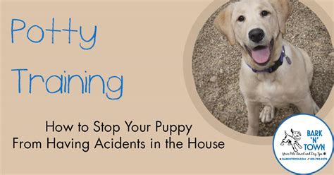 If your dog was reliably housetrained in the past and recently began having accidents, it's always. Potty Training: How to Stop Your Puppy From Having ...