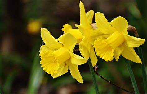 Welche sorten sich eignen und wie man sie passend präsentiert. Gefährliche Schönheit der Narzisse | Blumen-News by ...