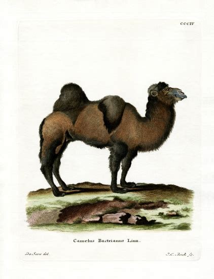 The humps are used for the storing of fat. Bactrian Camel - German School, (19th century) as art ...