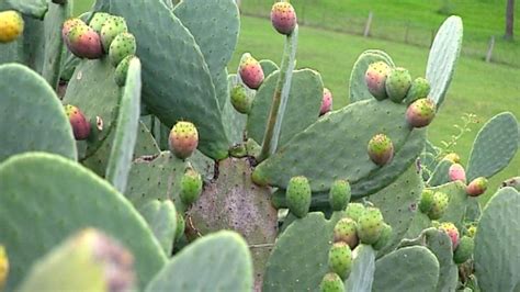 They're intriguing outside and beautiful and tasty inside. Prickly Pears - Leppington Valley Farm