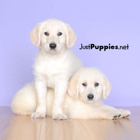 Our dogs live in our home, we are not a kennel. Puppies for Sale - Orlando FL - Justpuppies.net | Puppies for sale, Puppies, Labrador retriever