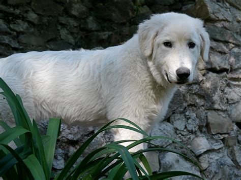 Legal liabilities of owning a large guard dog. PUPPY CARE CENTER: Siena, the Maremma Sheepdog Puppy Care ...