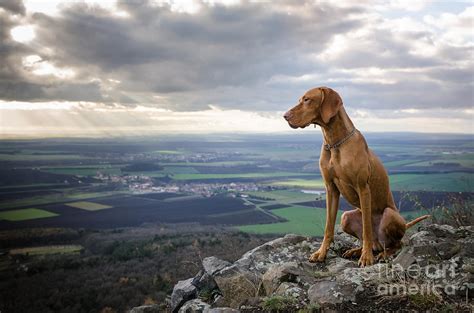 Over 1,031 hungarian pointer pictures to choose from, with no signup needed. Hungarian Pointer Dog Photograph by Tmart