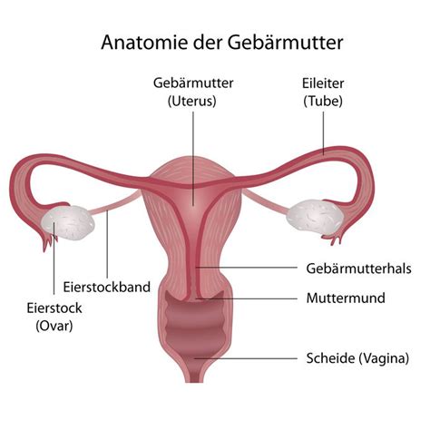 Hierzu gehören die vagina (scheide), die gebärmutter, die beiden eileiter und die beiden eierstöcke. Die Vagina - Anatomie, Funktionen und häufige Erkrankungen