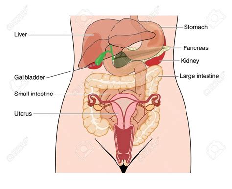 Has glands which secrete a naturally cleansing discharge, becomes lubricated upon arousal. Male Internal Anatomy - Female Internal Anatomy With The ...