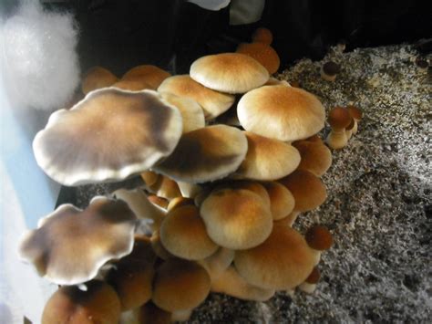 Agaricus bisporus is an edible basidiomycete mushroom native to grasslands in europe and north america. Pink Buffalo, Amazonian, Ku Samui, Monotubs! - Mushroom ...