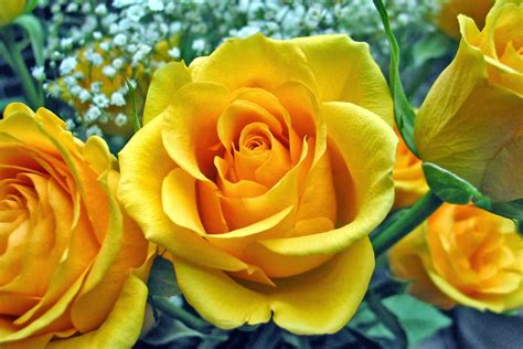We have an extensive collection of amazing background images carefully chosen by our community. All 4u HD Wallpaper Free Download : Beautiful Yellow Rose ...