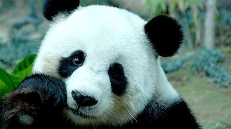 Милашка панда (27 фото)