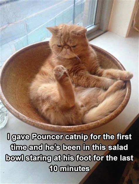 It's also one where you sometimes have to let things that bug you slide. 78 Funny Animals Pictures With Captions Will Boo You ...