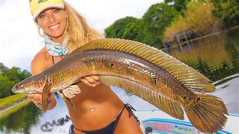 Snakehead fish are not the most famous fish species that live in thailands waters but they are definitely one of the most exciting for anglers fishing in thailand. Can You Eat Snakehead Fish In Florida | Animal Enthusias Blog