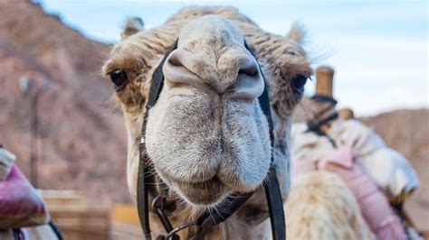 Doctors say those who find the camel wih be far from devebpmg a'zhelmer's. What's Booming: Aretha Franklin and Arthur Ashe ...