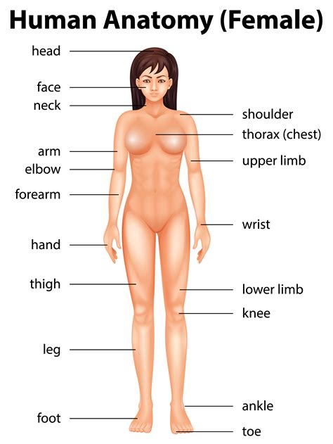 Body parts, their functions, and diagram. Human body parts - Download Free Vectors, Clipart Graphics ...