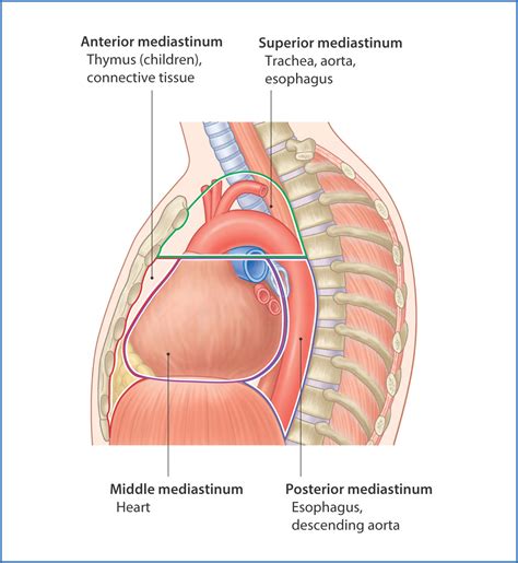 Mediastinal masses are divided into those that occur in the anterior, middle, and posterior mediastinum. Chest Wall and Mediastinum | Basicmedical Key