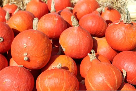 Wann kann man am besten anfangen tomaten vorzukutlivieren bzw. 32 Best Photos Wann Kürbis Vorziehen / Kurbis Anbauen Auf ...