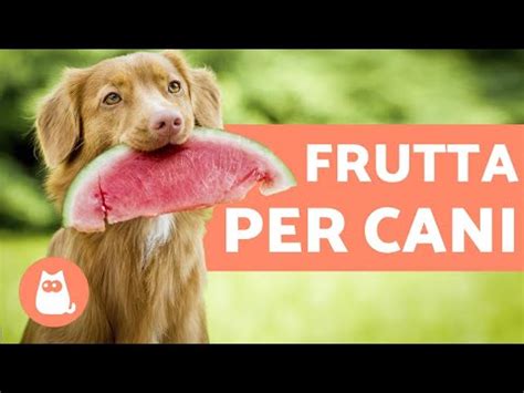 Le bucce possono graffiare e lesionare la bocca e lo stomaco del cane. Frutta secca ai cani, di seguito ti elenchiamo qual è la ...