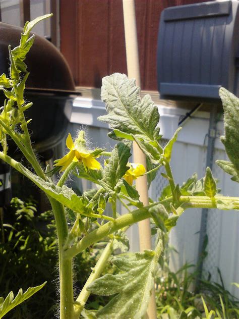 In your impulsive excitement, you don't think or do research, you just plant. More flowers on the other tomato plant, but this one isn't ...