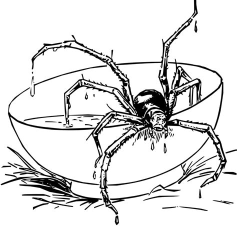Spider webs are intricate with unique detailed patterns which fascinates kids and adults the world over. Free Printable Spider Coloring Pages For Kids