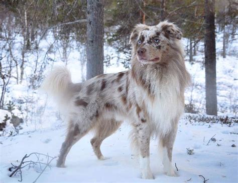 This crossbreed is large like a german shepherd, around 21 to 27 inches, weighing 70 to 80 pounds. Aussie. | Australian shepherd, Dogs and puppies, Dogs