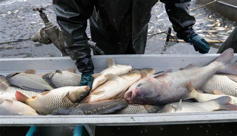 Penasaran bukan, berikut 7 cara budidaya udang air tawar di aquarium yang pasti menguntungkan. 5+ Cara Budidaya Ikan Air Tawar Kolam Terpal Paling Mudah