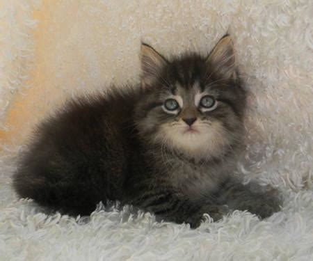 Buy and sell on gumtree australia today! Maine Coon Kittens for Sale in Medina, Ohio Classified ...