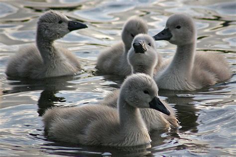 Make it feel like a very light rain. Names for Baby Birds by Age and Species