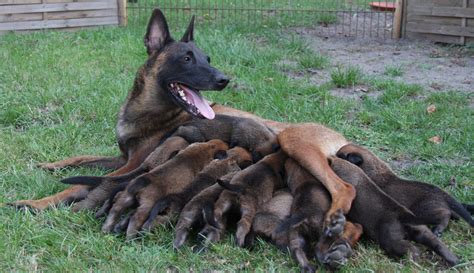 Aussehen bilder charakter geschichte züchter vereine verfügbare welpen jetzt informieren! von den Feuerpfoten.de - Malinois von den Feuerpfoten