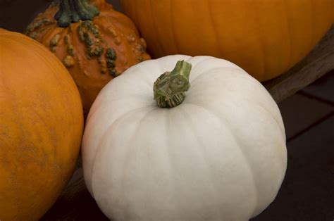 A large, round vegetable with hard, yellow or orange flesh: What Is a White Pumpkin? And What Can You Do with One?