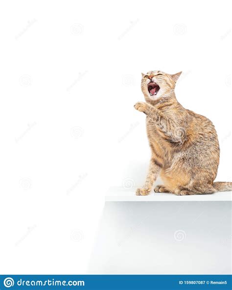 There is some light from the shade on this wall in why is my cat doing this? Ginger Color Cat Pet Meowing. Stock Image - Image of ...