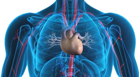 This diagram shows the upper half of the human body including the liver in yellow. The Link Between Snoring And Heart Disease