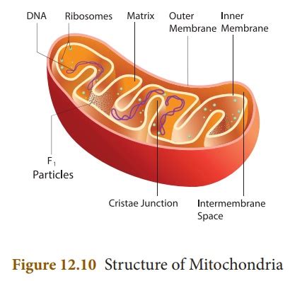 Check spelling or type a new query. Mitochondria - Functions, Structure