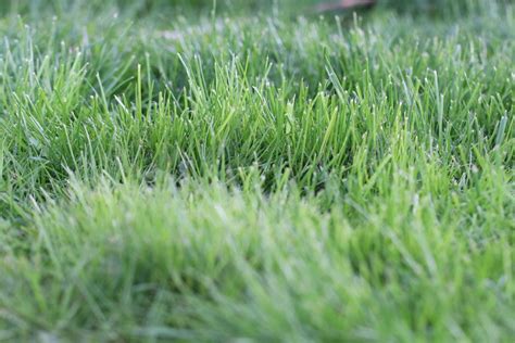 Verwandeln sich frisch eingesäte rasensamen nach und nach in einen sattgrünen teppich, steht die frage nach dem ersten mähdurchgang im raum. Wann das letzte mal rasen mahen. Rasenmähen: Diese Fehler ...