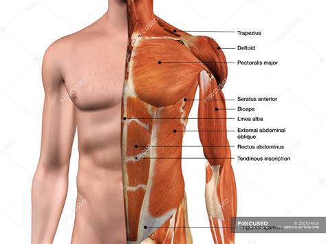 Muscles of the torso and arms (front). Male anterior thoracic wall chest muscles labeled on white ...