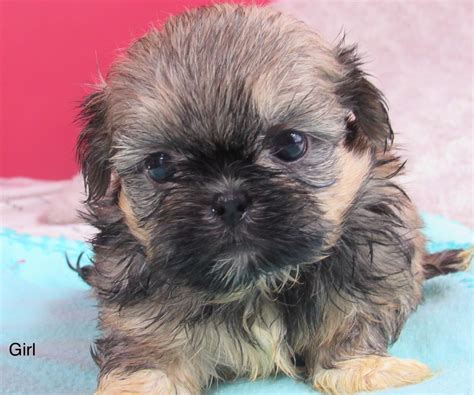 These darling chow chow puppies are excited to meet you and find their forever homes! Shih Tzu Puppies For Sale | Rochester, NY #303176