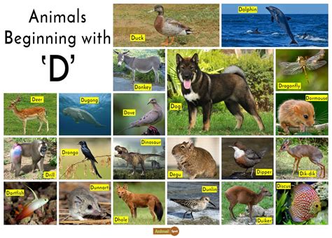 How to pronounce desert verb in american english. Animals that start with D