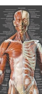 Anatomy charts are visual depictions of the human body. AnatomyTools