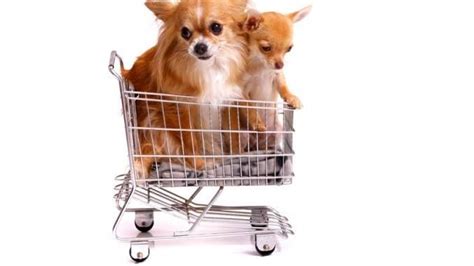Worauf muss ich bei einer soliden baufinanzierung achten? Hund kaufen - was ist zu beachten? Woran solltest du ...