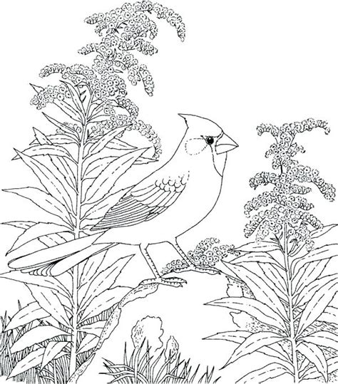 Some of the coloring page names are louisville cardinals logo coloring louisville, louisville cardinals coloring at, louisville cardinals logo coloring louisville, louisville cardinals coloring at, louisville cardinals logo black and white louisville, filelouisville cardinals text wikimedia commons, louisville. Louisville Cardinals Coloring Pages at GetColorings.com ...