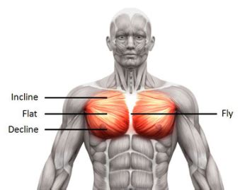 This page provides an overview of the chest muscle group. Body anatomy: muscle groups - Food & Fitness