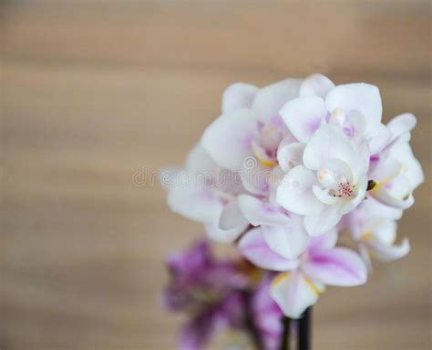 Oggi 31/05/2016 inauguro il mio 79° concorso del gruppo tutti i fiori del mondo. Ramo Dell'orchidea Fiori Bianchi Dell'orchidea Con Il ...