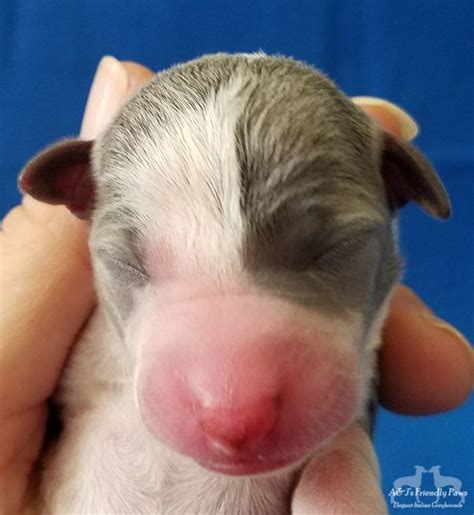 His line has thrown numerous group winners over the past two decades! Pin on Italian Greyhound Puppies For Sale