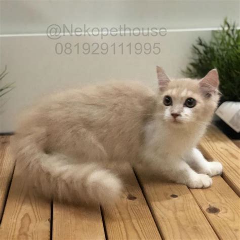 Temukan daftar harga yang lengkap pada ulasan ini yuk, sahabat 99! Kucing Persia Flatnose Longhair