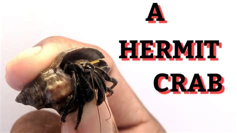 Shop the selection of hermit crab tanks and terrariums available at petco. HERMIT CRAB - YouTube