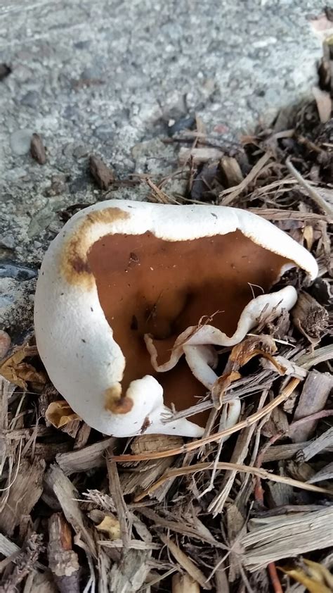 The graham crackers are textured to look crumbly, the marshmallow is toasted, and the chocolate bar has melted. Never seen toasted marshmallow looking mushrooms... - Myco-SLC